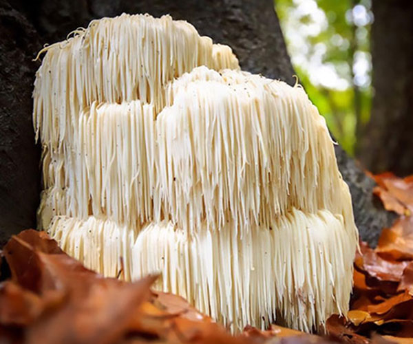 Hericium